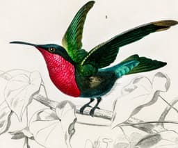 Hummingbird wall art print, vintage colibri illustration, tropical bird decor, charles d'orbigny french encyclopedia, giclée fine art print 2