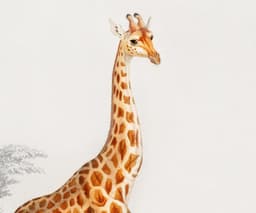 Giraffe Wall Art Print, Vintage Wildlife Illustration, Safari Animal Wall Art, Natural History Decor, Giclée Fine Art Print 3