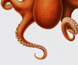 Octopus Wall Art Print, Vintage Marine Illustration, Coastal Ocean Decor (Giclée) 5