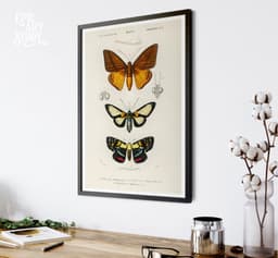 Vintage Butterfly Print, Charles Dessalines D'Orbigny Scientific Illustration, Exotic Insect Decor (Giclée Print) 4