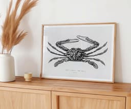Vintage Crab Illustration Print, Charles D'Orbigny Marine Art, Black White Coastal Decor 5