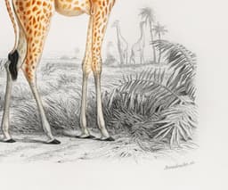Giraffe Wall Art Print, Vintage Wildlife Illustration, Safari Animal Wall Art, Natural History Decor, Giclée Fine Art Print 5