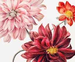 Vintage Print, Dahlias Floral Art, Willem Hekking Artwork, Living Room Wall Art, Print for Wall 2