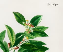 Vintage Lemon Botanical Print, Citrus Wall Art, Yellow Kitchen Decor (Giclée Paper) 3