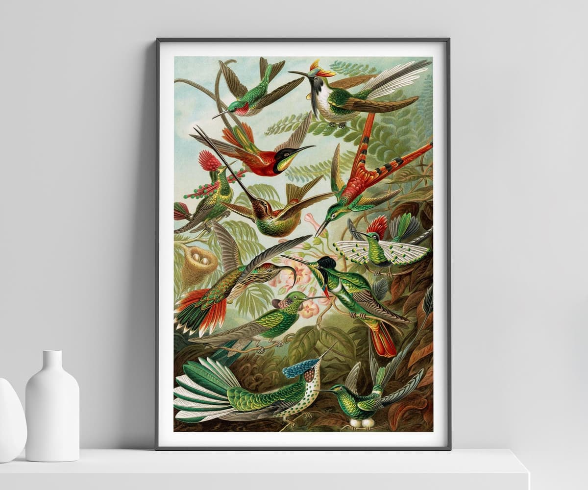 Ernst Haeckel Colorful Birds Print, Vintage Tropical Wall Art, Living Room Decor Housewarming Gift
