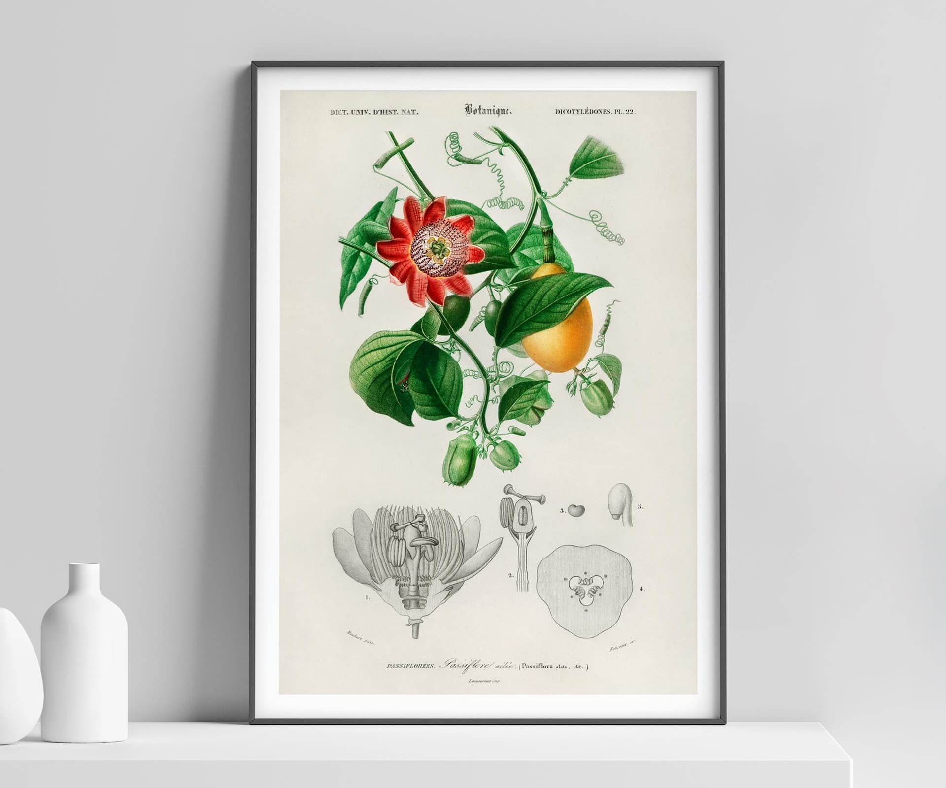 Botanical Wall Art Print, Passiflora Passion Fruit Flower, Vintage Floral Decor, Kitchen Art, Giclée