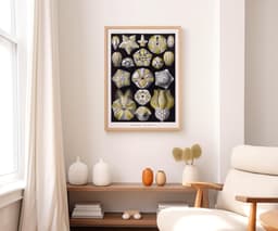 Starfish Wall Art Print, Vintage Ernst Haeckel Illustration, Ocean Marine Decor, Coastal Wall Art, Bathroom Art, Giclée Fine Art Print 7