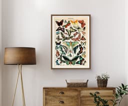 Vintage Butterfly Botanical Print, Adolphe Millot, Educational Poster Chart, Classroom Decor 7