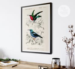 Hummingbird wall art print, vintage colibri illustration, tropical bird decor, charles d'orbigny french encyclopedia, giclée fine art print 8
