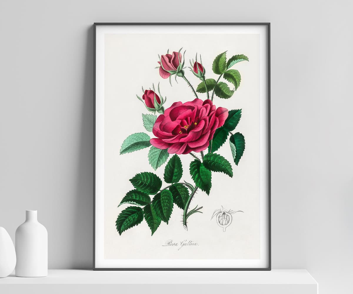 Vintage Wall Art Print, Red Rose Botanical Flower, Cottage Core, Floral Lovers Gift