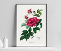 Vintage Wall Art Print, Red Rose Botanical Flower, Cottage Core, Floral Lovers Gift 1