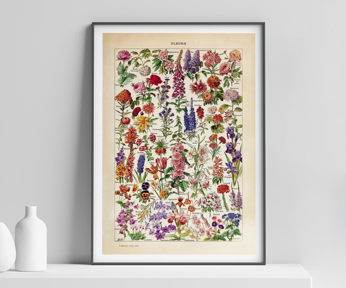 Floral Wall Art Print, Vintage Botanical Illustration, Adolphe Millot Flowers, Colourful Flower Decor, Giclée Fine Art Print