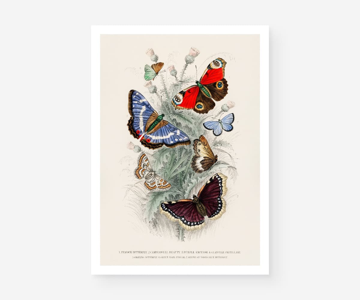 Butterfly Wall Art Print, 7 Species by Oliver Goldsmith 1820, Vintage Insect Illustration, Botanical Nature Decor, Giclée Fine Art Print