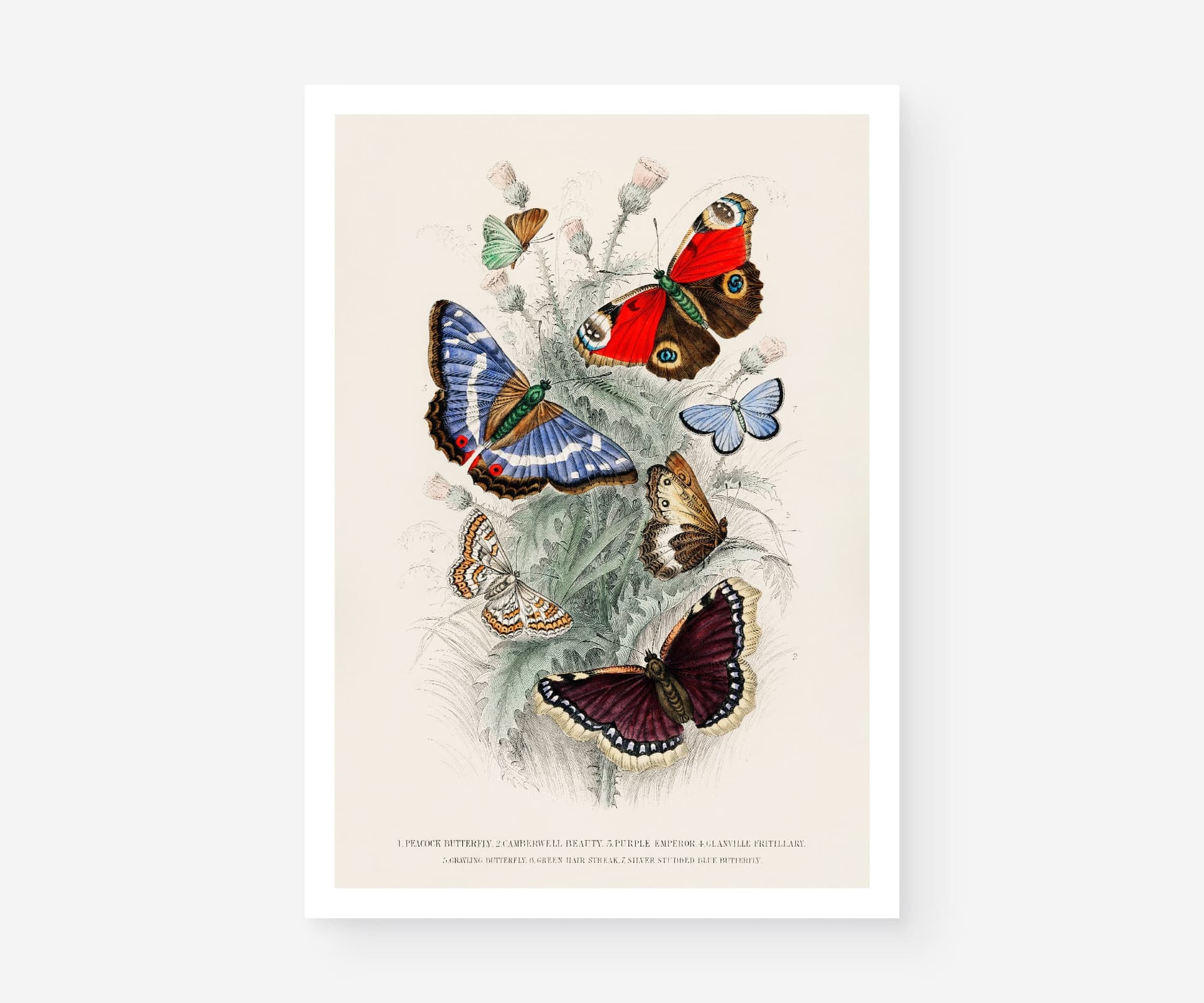 Butterfly Wall Art Print, 7 Species by Oliver Goldsmith 1820, Vintage Insect Illustration, Botanical Nature Decor, Giclée Fine Art Print