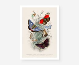 Butterfly Wall Art Print, 7 Species by Oliver Goldsmith 1820, Vintage Insect Illustration, Botanical Nature Decor, Giclée Fine Art Print 1