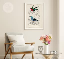 Hummingbird wall art print, vintage colibri illustration, tropical bird decor, charles d'orbigny french encyclopedia, giclée fine art print 5