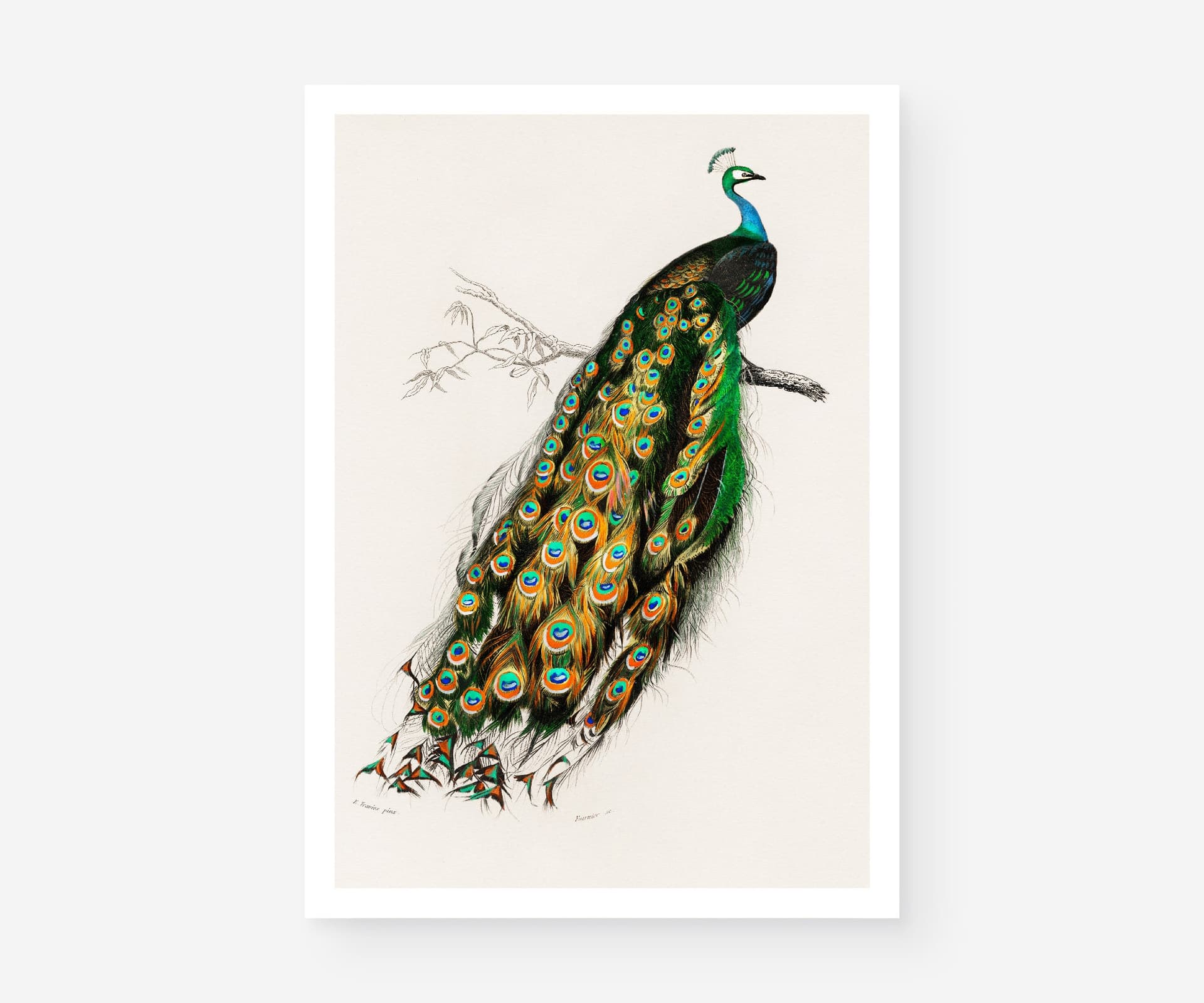 Vintage Peacock Art Print, Charles Dessalines D'Orbigny Illustration, Exotic Bird Botanical Giclée