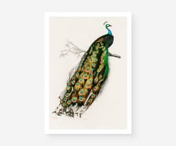 Vintage Peacock Art Print, Charles Dessalines D'Orbigny Illustration, Exotic Bird Botanical Giclée 1