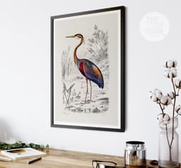Heron Wall Art Print, Vintage Purple Heron Illustration, Charles Dessalines D'Orbigny 1892, Coastal Bird Decor, Giclée Fine Art Print 8