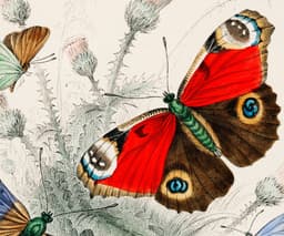 Butterfly Wall Art Print, 7 Species by Oliver Goldsmith 1820, Vintage Insect Illustration, Botanical Nature Decor, Giclée Fine Art Print 2