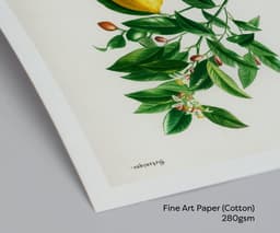 Vintage Lemon Botanical Print, Citrus Wall Art, Yellow Kitchen Decor (Giclée Paper) 8