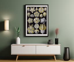 Starfish Wall Art Print, Vintage Ernst Haeckel Illustration, Ocean Marine Decor, Coastal Wall Art, Bathroom Art, Giclée Fine Art Print 4