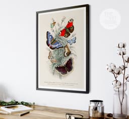 Butterfly Wall Art Print, 7 Species by Oliver Goldsmith 1820, Vintage Insect Illustration, Botanical Nature Decor, Giclée Fine Art Print 5