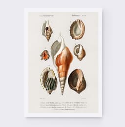 Vintage Mollusques Seashell Print, D'Orbigny Marine Illustration, Coastal Giclée Art 7