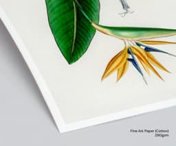 Bird of Paradise Flower Wall Art Print, Vintage Botanical Flower by D'Orbigny 3