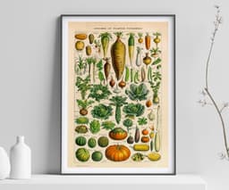Vintage Botanical Print, Adolphe Millot Vegetables, Kitchen Decor Fine Art 4