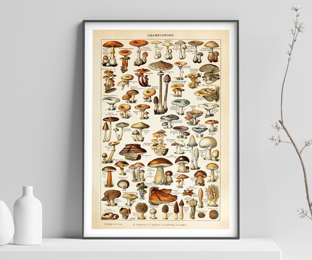 Mushroom Wall Art Print, Vintage Champignons Illustration, Adolphe Millot Fungi Poster, Kitchen Decor, Botanical Art, Giclée Fine Art Print
