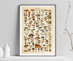 Mushroom Wall Art Print, Vintage Champignons Illustration, Adolphe Millot Fungi Poster, Kitchen Decor, Botanical Art, Giclée Fine Art Print 1