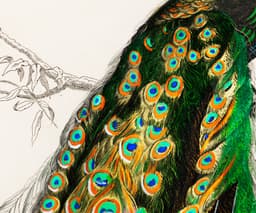 Vintage Peacock Art Print, Charles Dessalines D'Orbigny Illustration, Exotic Bird Botanical Giclée 3