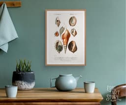 Vintage Mollusques Seashell Print, D'Orbigny Marine Illustration, Coastal Giclée Art 4