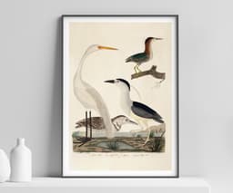 Heron Wall Art Print, Alexander Wilson, Vintage, Living Room, Fine Art Print, Tropical Decor, Bird Illustration 1