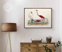 Vintage Bird Wall Art Print, Alexander Wilson's Ibis and Flamingo, Coastal Decor, Fine Art Print, Exotic Wildlife Illustration 5