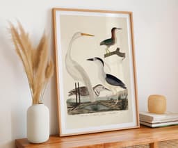 Heron Wall Art Print, Alexander Wilson, Vintage, Living Room, Fine Art Print, Tropical Decor, Bird Illustration 3