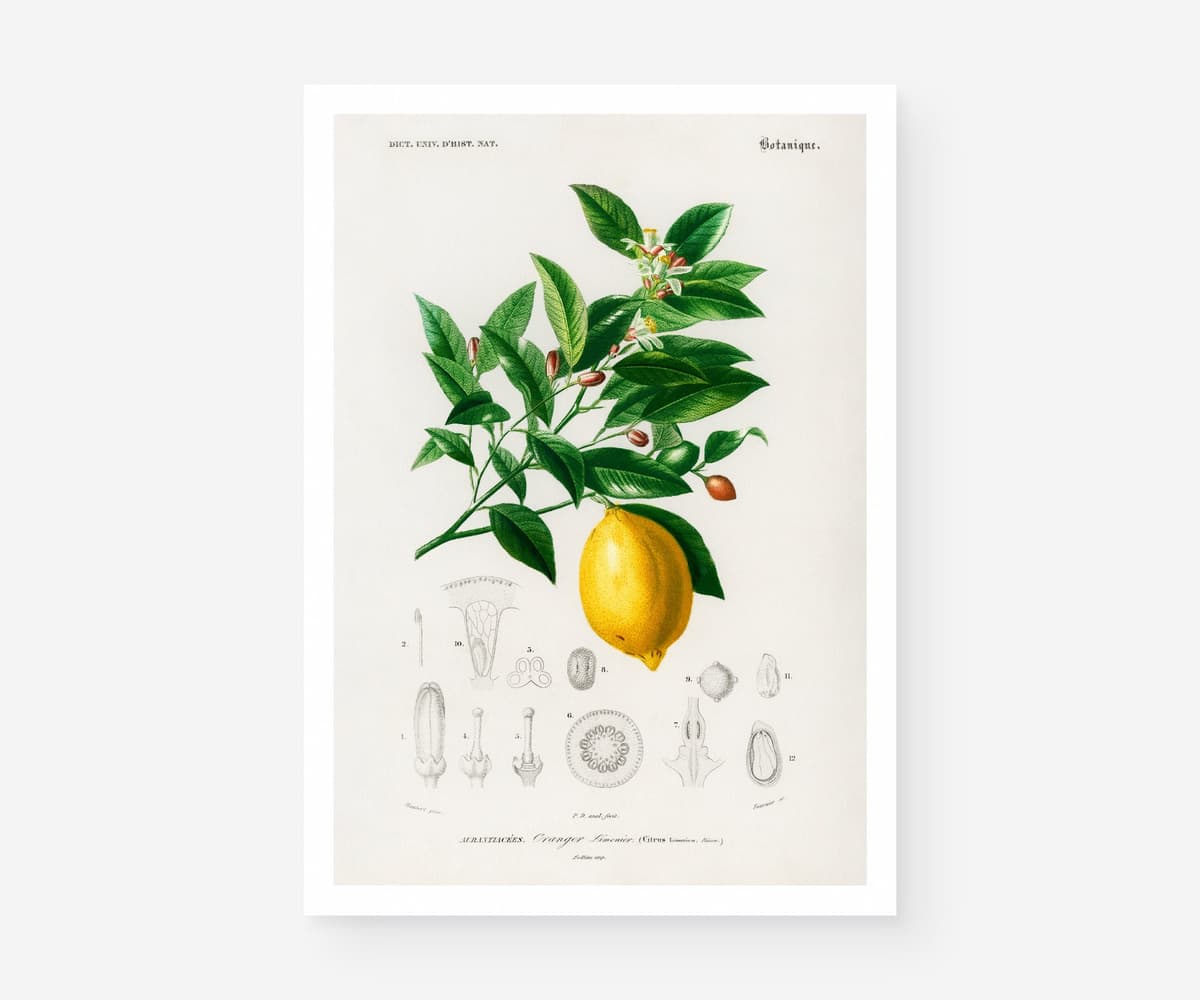 Vintage Lemon Botanical Print, Citrus Wall Art, Yellow Kitchen Decor (Giclée Paper)