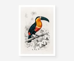 Vintage ‘Toucan du Para’ Print for Wall, Charles Dessalines Botanical Wall Art 1