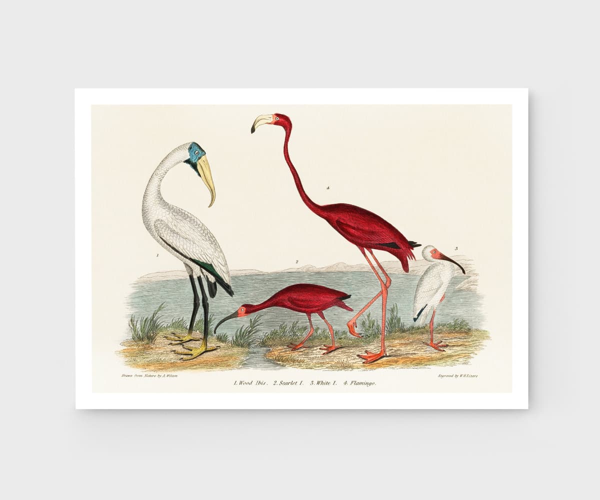 Vintage Bird Wall Art Print, Alexander Wilson's Ibis and Flamingo, Coastal Decor, Fine Art Print, Exotic Wildlife Illustration