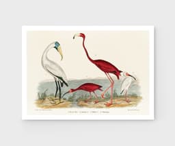 Vintage Bird Wall Art Print, Alexander Wilson's Ibis and Flamingo, Coastal Decor, Fine Art Print, Exotic Wildlife Illustration 1