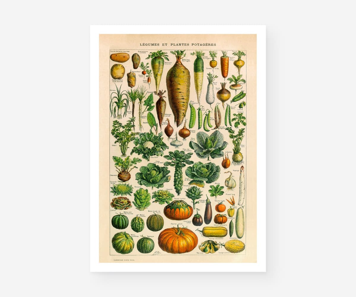 Vintage Botanical Print, Adolphe Millot Vegetables, Kitchen Decor Fine Art