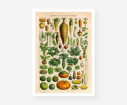 Vintage Botanical Print, Adolphe Millot Vegetables, Kitchen Decor Fine Art 1
