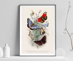 Butterfly Wall Art Print, 7 Species by Oliver Goldsmith 1820, Vintage Insect Illustration, Botanical Nature Decor, Giclée Fine Art Print 4
