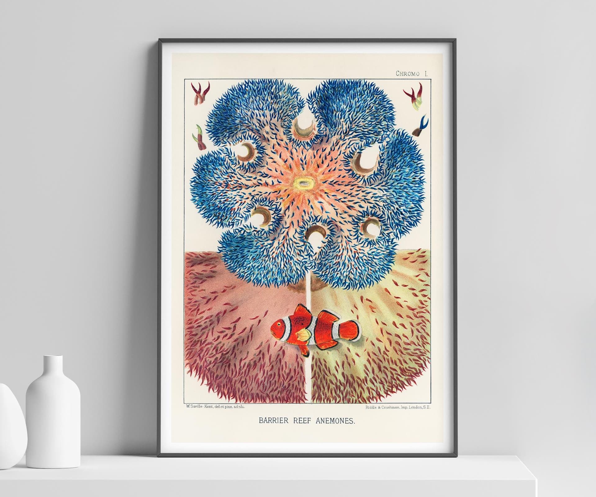 Ocean Wall Art Print, Barrier Reef Anemones by William Saville-Kent, Vintage Coastal Decor, Fine Art Print