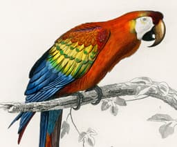 Vintage Bird Print, Red Macaw and Woodpecker, Charles D'Orbigny Colorful Tropical Parrot, Wall Art 2