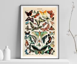 Vintage Butterfly Botanical Print, Adolphe Millot, Educational Poster Chart, Classroom Decor 5