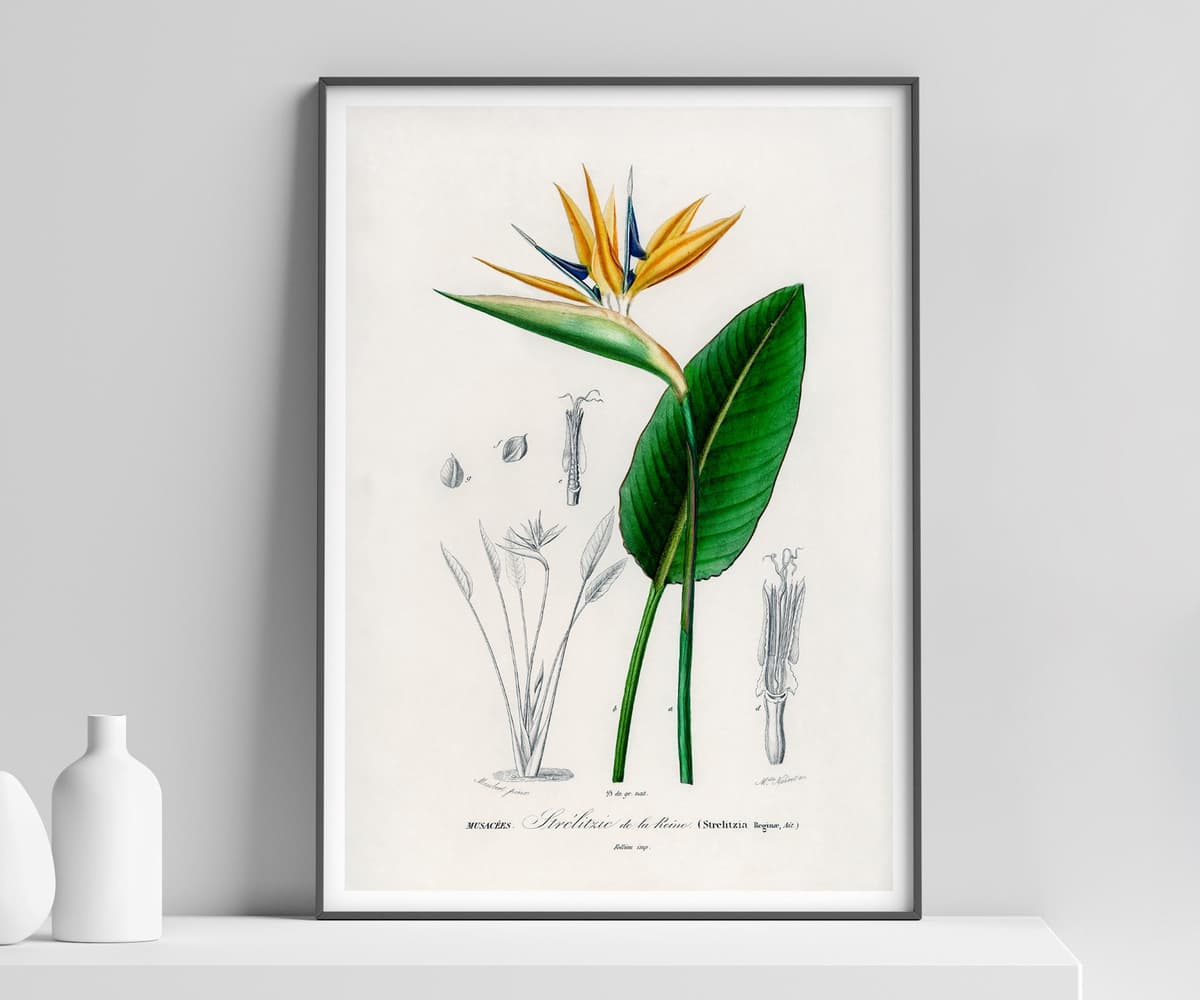 Bird of Paradise Flower Wall Art Print, Vintage Botanical Flower by D'Orbigny