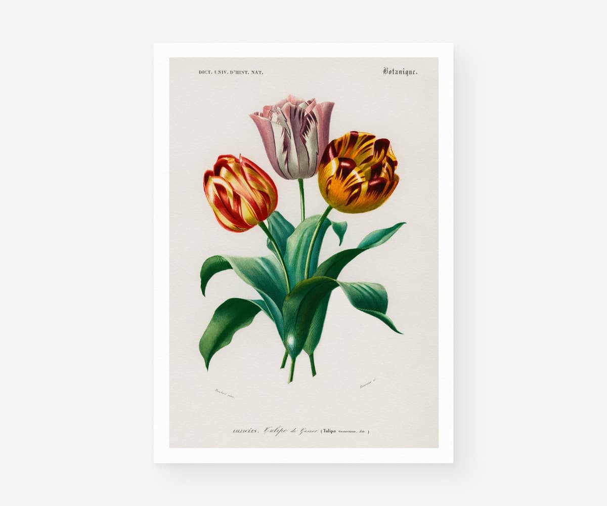 Vintage Tulipa Botanical Wall Art, Charles D'Orbigny Floral Print (Giclée)