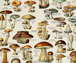 Mushroom Wall Art Print, Vintage Champignons Illustration, Adolphe Millot Fungi Poster, Kitchen Decor, Botanical Art, Giclée Fine Art Print 3